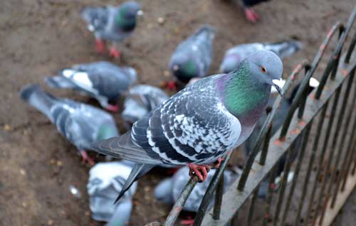 pest pigeon