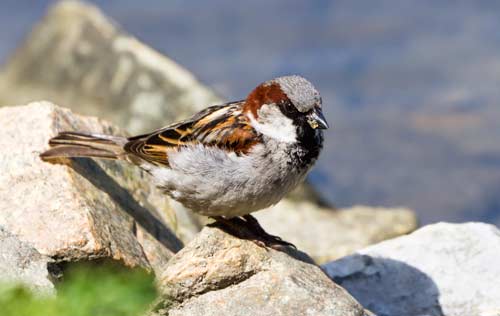 pest sparrow 