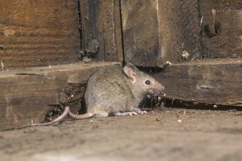 norway rat