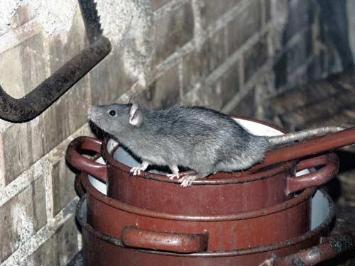roof rat